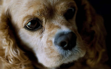 Wunderland Cocker Spaniel Club LLCc - Dog and Puppy Pictures