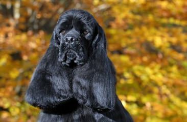 American Cocker Spaniel & Cockabichons - Dog Breeders