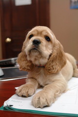 Cocker Spaniel Puppies in Texas - Dog and Puppy Pictures