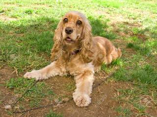 Moondrop Gardens Cocker Spaniels - Dog and Puppy Pictures