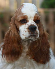 Gorgeous Cocker Spaniel Babies - Dog and Puppy Pictures