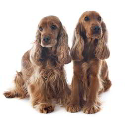 Wunderland Cocker Spaniel Club LLCc - Dog Breeders