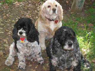 Comstock’s Cocker Spaniels - Dog and Puppy Pictures