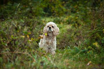 Cocker Spaniel Puppies in Texas - Dog Breeders