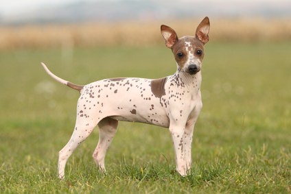 American Hairless Terrier Dogs and Puppies