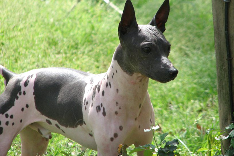 American Hairless Terrier Dogs and Puppies