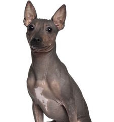 American Hairless In S.C. - Dog Breeders