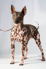 American Hairless Terrier in Arizona - Dog and Puppy Pictures