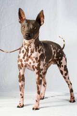 American Hairless Terrier - Dog Breeders