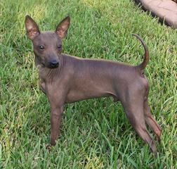 American Hairless Terriers in Illinois - Dog and Puppy Pictures