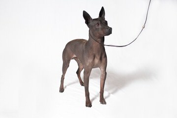 American Hairless In S.C. - Dog Breeders