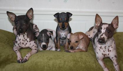 American Hairless Terriers in Illinois - Dog Breeders