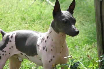 American Hairless Terrier - Dog and Puppy Pictures