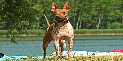 American Hairless Terriers In Canada - Dog Breeders