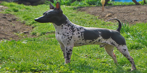 American Hairless Terrier in Arizona - Dog Breeders