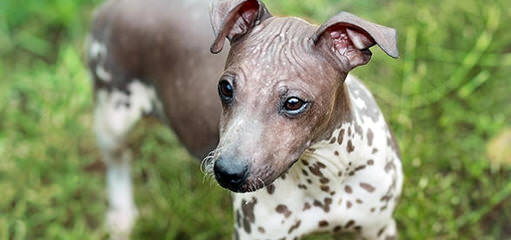 Bridge American Hairless Terriers - Dog Breeders