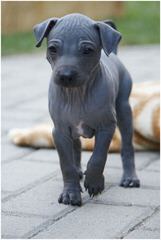 American Hairless Terrier in Arizona - Dog and Puppy Pictures