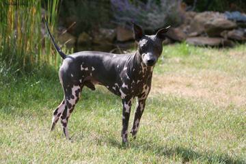 American Hairless Terriers Puppy - Dog and Puppy Pictures