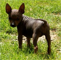 Americanhairless - Dog Breeders