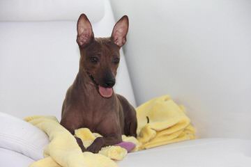 American Hairless Terriers in Illinois - Dog Breeders
