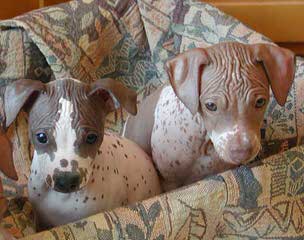 American Hairless Terrier - Dog Breeders