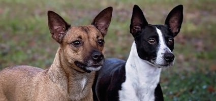 American Hairless Terrier - Dog and Puppy Pictures