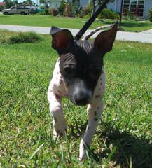 American Hairless In S.C. - Dog Breeders