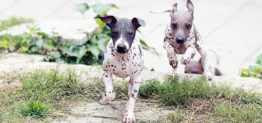 American Hairless Terriers in Illinois - Dog Breeders