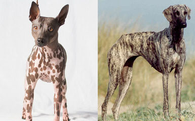 American Hairless Terriers Puppy - Dog Breeders