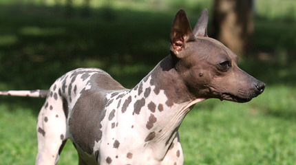 American Hairless In S.C. - Dog and Puppy Pictures