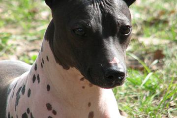 American Hairless Terriers In Canada - Dog and Puppy Pictures
