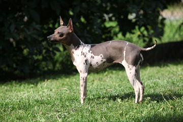 American Hairless Terriers In Canada - Dog Breeders