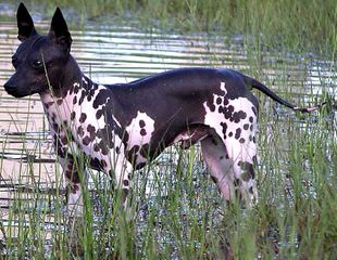 Americanhairless - Dog and Puppy Pictures
