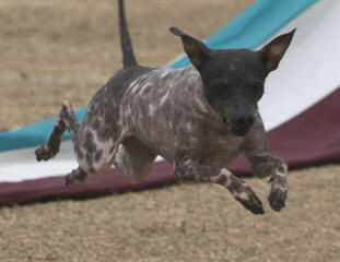 Breeders Of Chinese Crested Puppies & American Hairless Terrier Puppies - Dog and Puppy Pictures