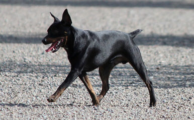 American Hairless Terrier in Arizona - Dog Breeders