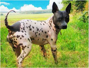 American Hairless In S.C. - Dog Breeders