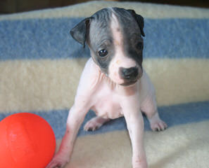American Hairless Terriers Puppy - Dog and Puppy Pictures