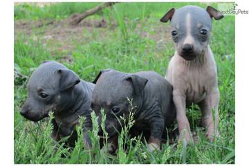 Blue Granite AHTs - Dog Breeders