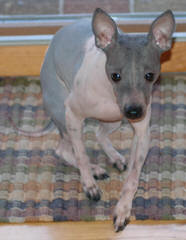 American Hairless Terriers in Illinois - Dog and Puppy Pictures