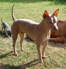 Bridge American Hairless Terriers - Dog Breeders