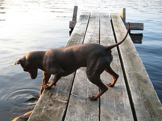 American Hairless Terrier - Dog Breeders