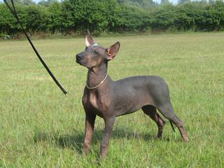 Bridge American Hairless Terriers - Dog and Puppy Pictures