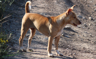 Bridge American Hairless Terriers - Dog Breeders