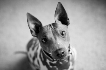 American Hairless Terriers In Canada - Dog and Puppy Pictures