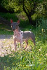 Blue Granite AHTs - Dog and Puppy Pictures