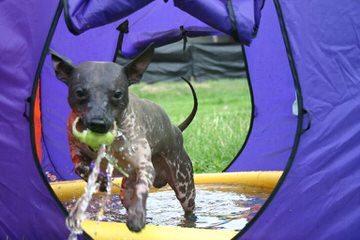 American Hairless Terriers In Canada - Dog Breeders