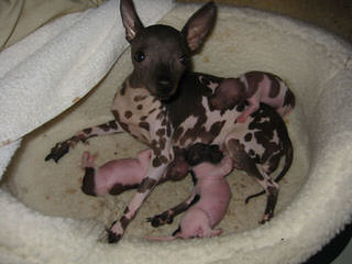 American Hairless Terrier in Arizona - Dog and Puppy Pictures