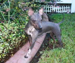 Americanhairless - Dog and Puppy Pictures