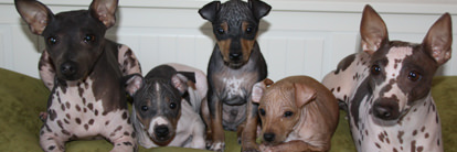 American Hairless Terrier - Dog and Puppy Pictures