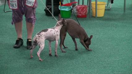 Bridge American Hairless Terriers - Dog Breeders